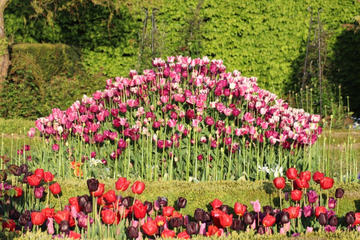 Spring Guide to Arundel's Massive Tulip Display