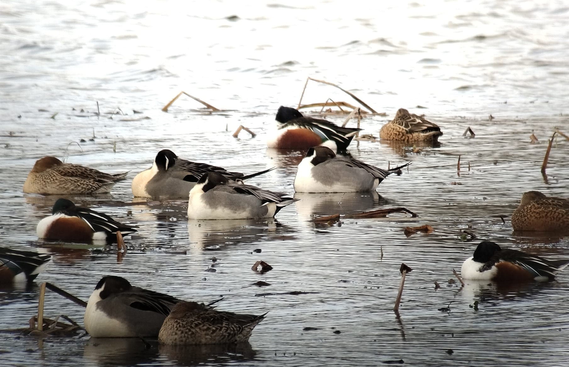 Recorrido naturalístico: Salburua y sus aves