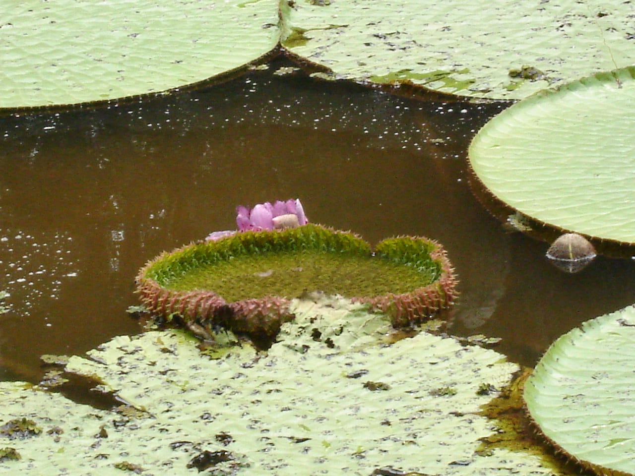 Floración del nenúfar gigante Victoria cruziana