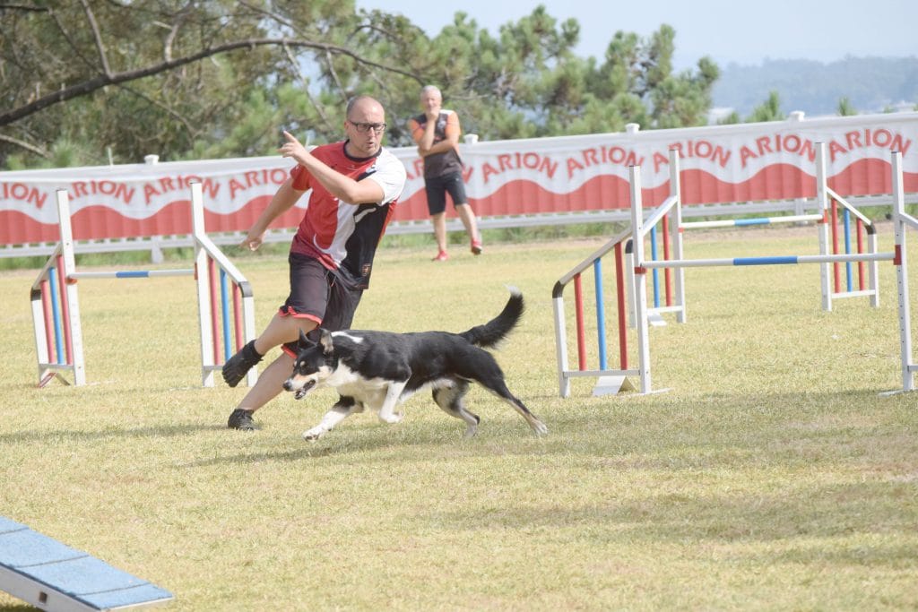 Educación canina en positivo: Positivo non permisivo
