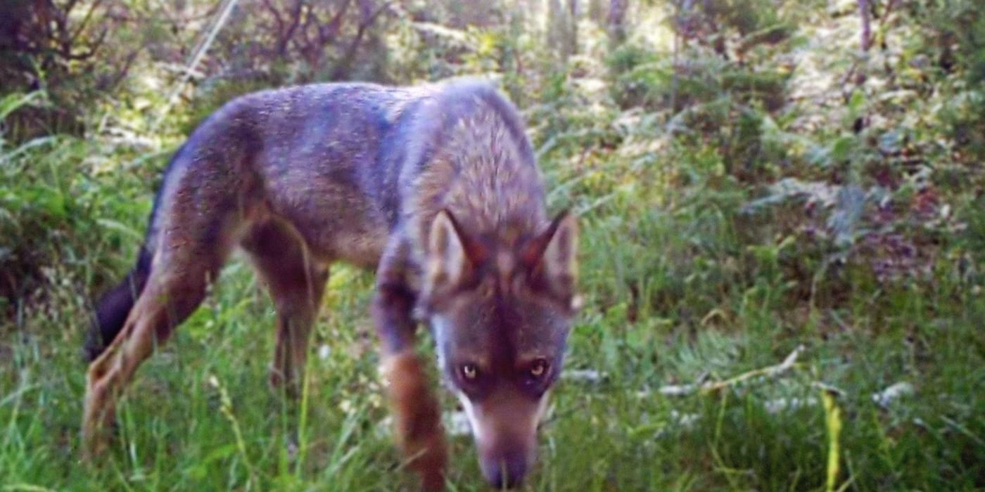 Ciclo Mestre Mateo 2025. Proxección da longametraxe documental 'Salvaxe, salvaxe'