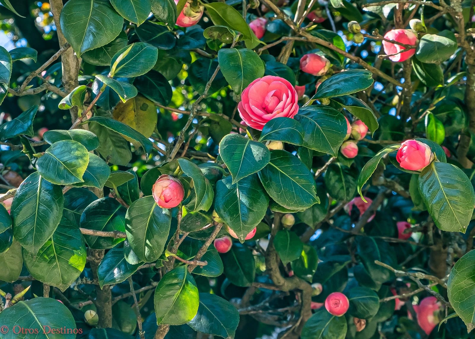 San Román se llenará de camelias