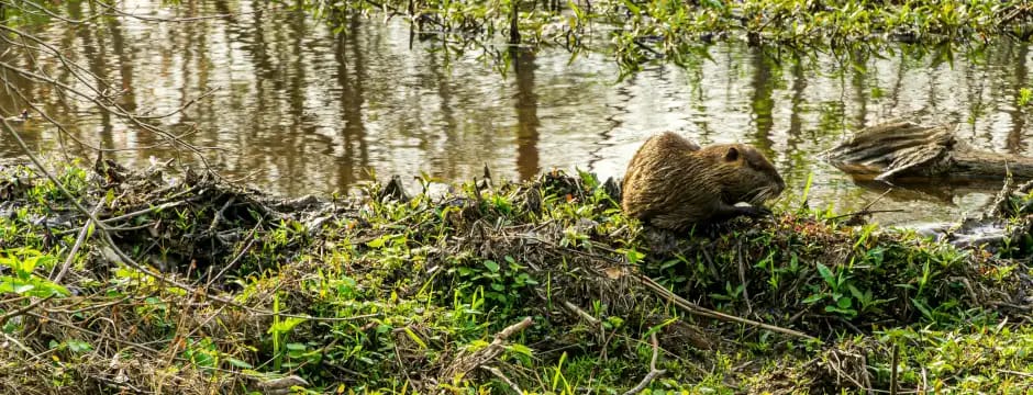 El castor y su impacto en los sotos ribereños