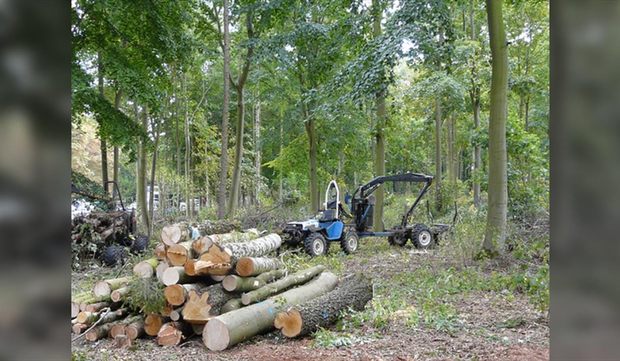 Planting and Managing a Woodland