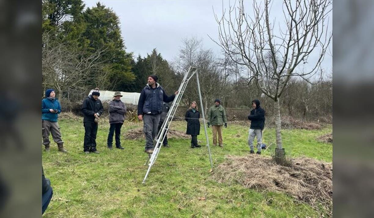 Pruning Course: Old fruit trees