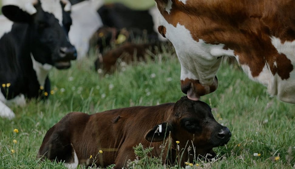 A Dairy Story
