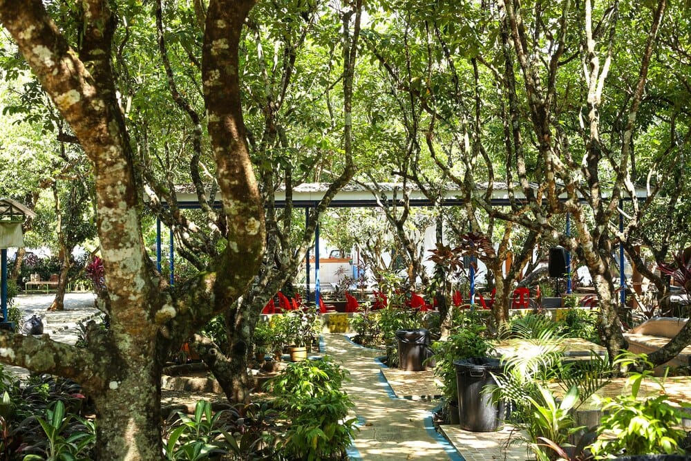 Un jardín de mil árboles en el centro de Ourense
