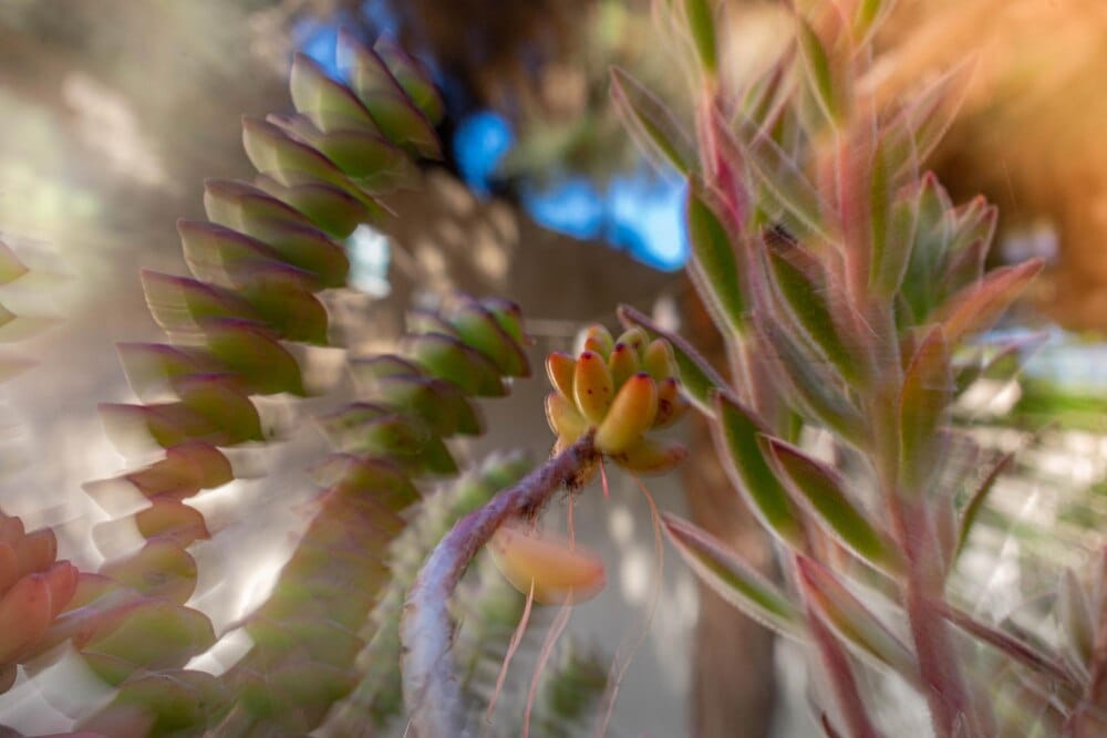 Colección de plantas carnívoras y crasas