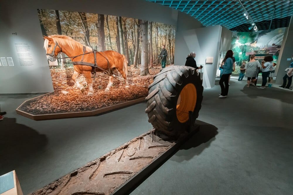 Feira Cabalar y Concursos Equinos