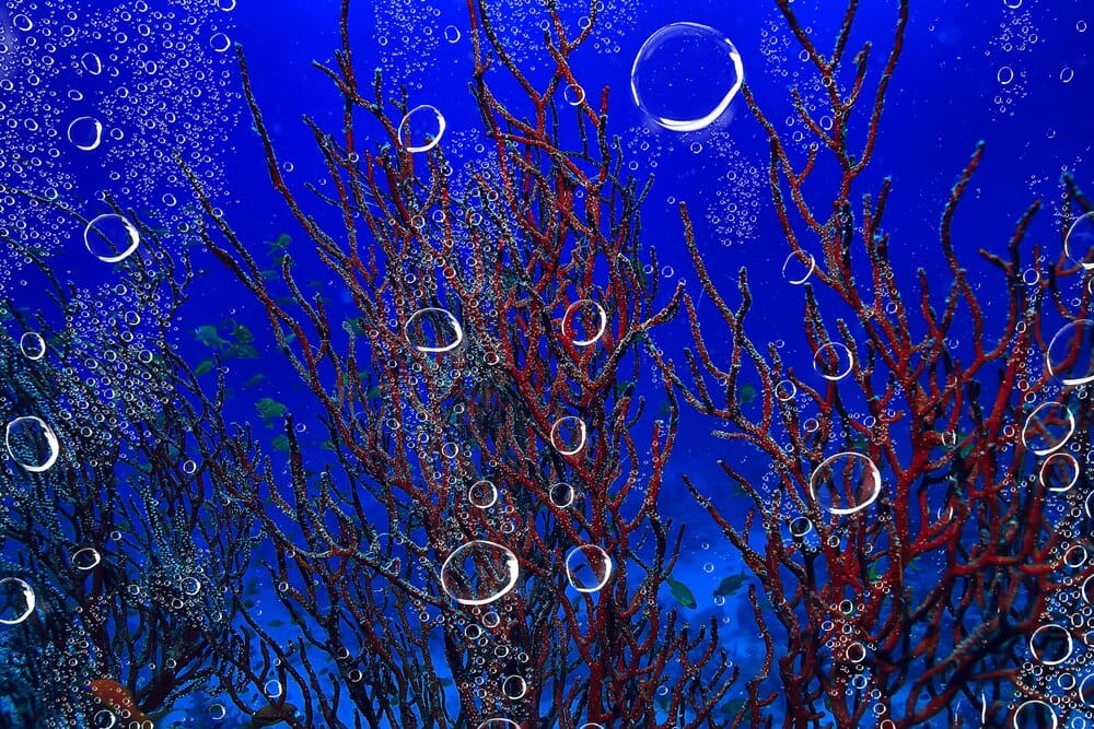 Jornadas divulgativas sobre el medio marino de Vila Melania