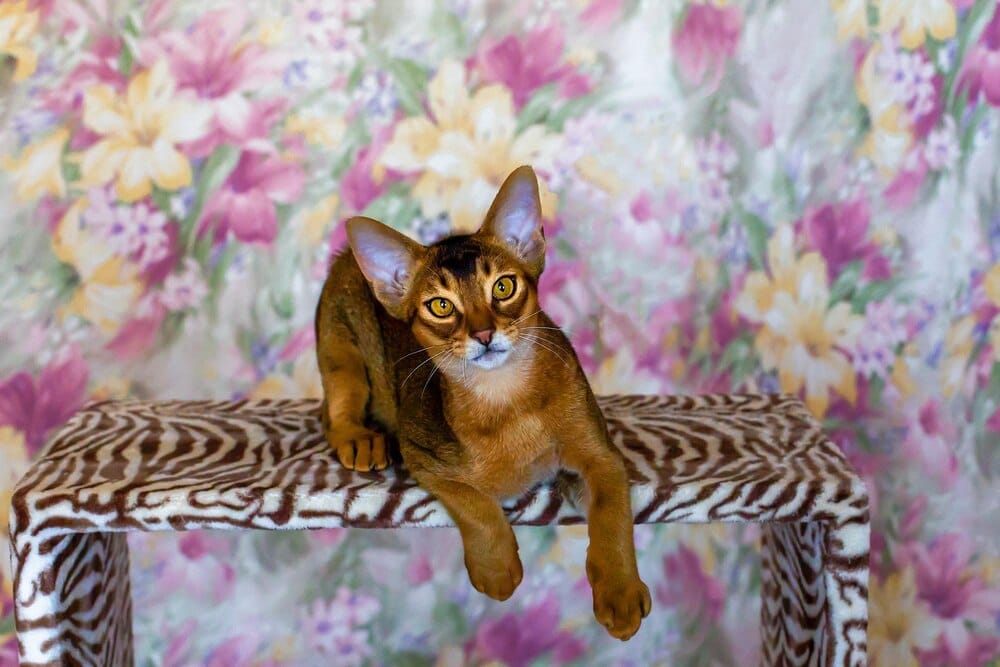 Exhibición Internacional Felina