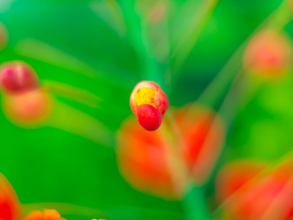Conferencia "Nutrición y cáncer"