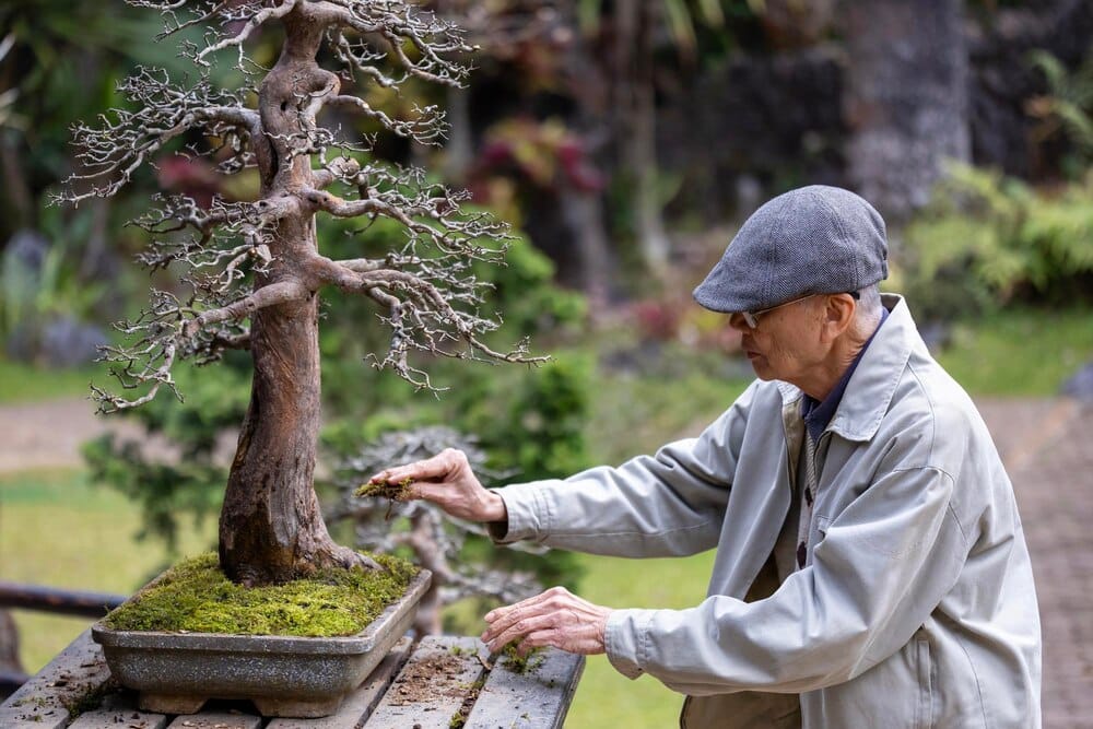 Xornadas sobre o xardín xaponés