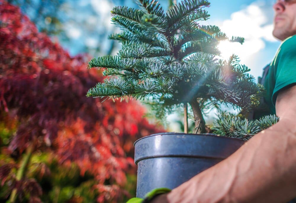 Plantación de nuevos olmos en el jardín de San Carlos