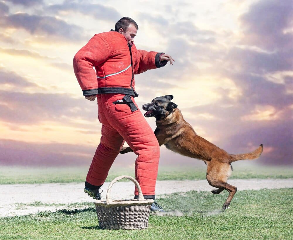 XXI Campeonato Nacional para Policías Locales Alcazaba y IV Campeonato Nacional de Guías Caninos