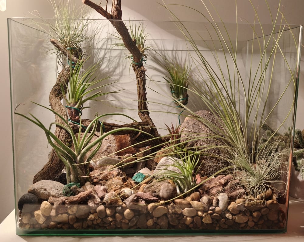 Taller 'Plantas de aire para tu terraza'