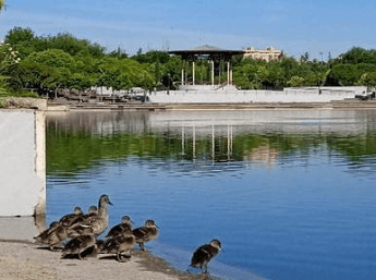 Gran concurso de la maternidad en el mundo animal