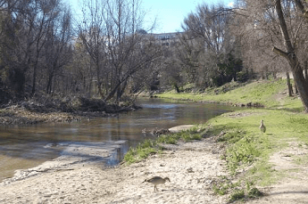 Senda de biodiversidad en el Parque Lineal del Manzanares
