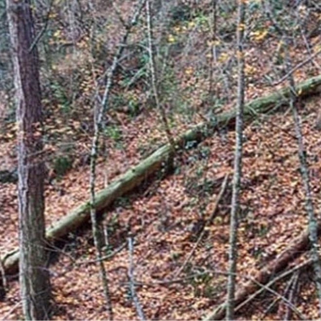 Aprofitament i tala d’arbres en el bosc mediterrani