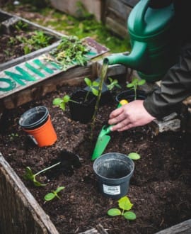 Curso de la Huerta a tu Mesa