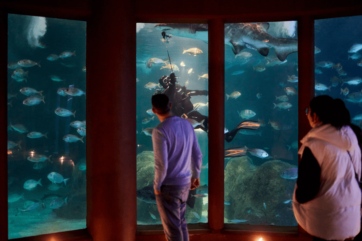 Durmindo con tiburóns