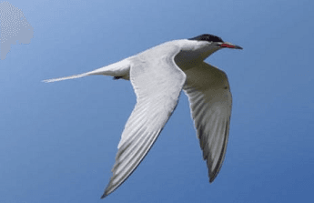 Descubre las aves del Parque de Pradolongo