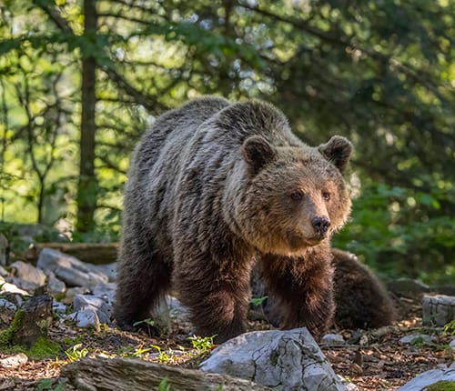 El país de l’ós – Descobrint la vida salvatge del Pirineu