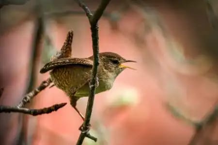 Hegazkien Kontzertua