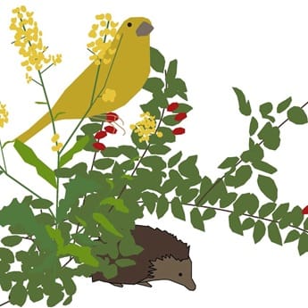 Taller de biodiversidad y aves exóticas