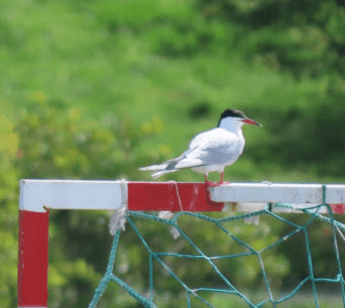 Las aves migratorias europeas más viajeras