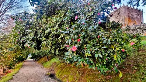 LX Concurso-Exposición Internacional da Camelia