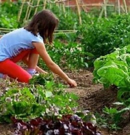 Taller '¿Reconoces los árboles de La Cabaña?', ¡haz tu propio herbario!