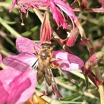 Taller de abejas silvestres y otros polinizadores