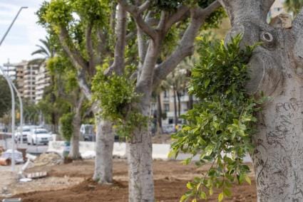Plantación popular en el Paseo Marítimo