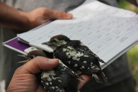Proyección y coloquio - Los secretos del duende alado