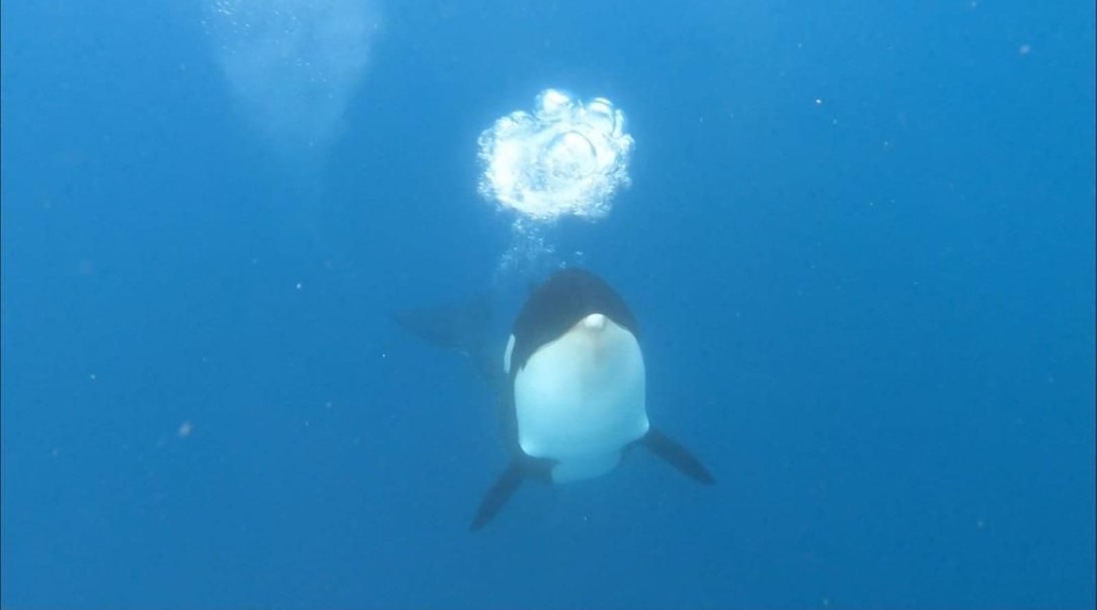 Encuentros con orcas