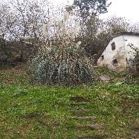FLORA INVASORA BARAKALDO 2025