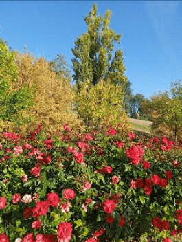 Las leyendas botánicas de Pradolongo