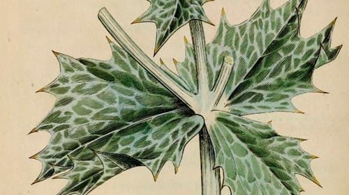 Dolor. Léxico cotidiano de filosofía, 2