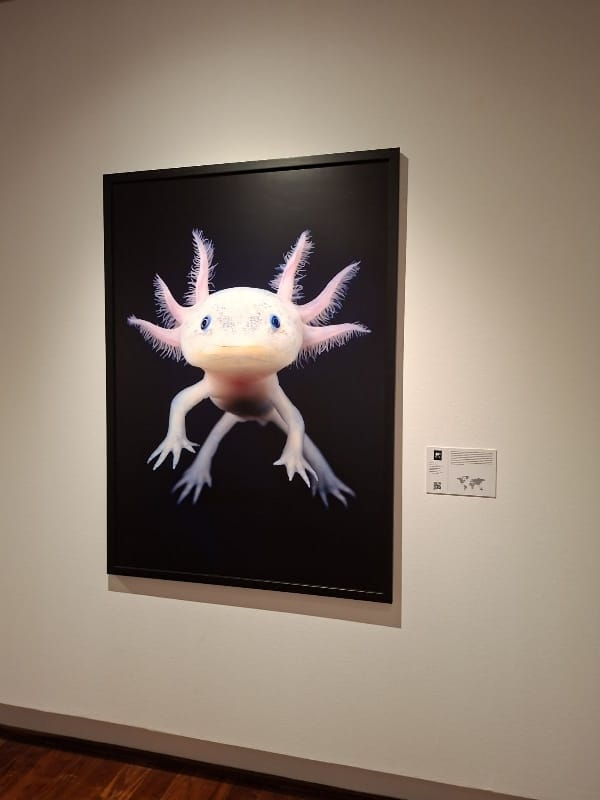 Emociones en Peligro. Fotografías de Tim Flach