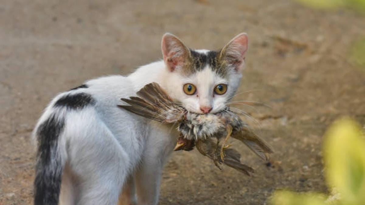 Campaña contra especies invasoras