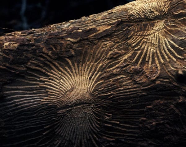 'Orotariko ekologia bat'