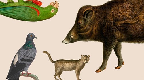 Ecologías urbanas imprevistas