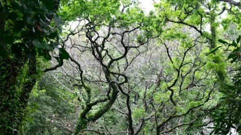 Camiño, para ser eu