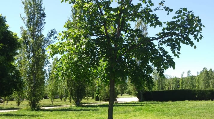 Jugateca al parc del Riu: L’últim gran arbre