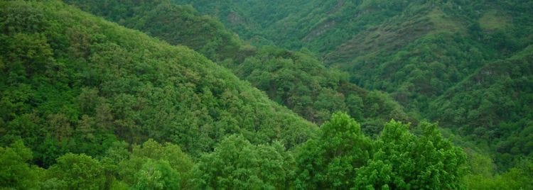 Bosques y Cambio Climático. Retos y oportunidades