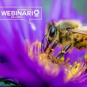 La Desaparición de las Abejas