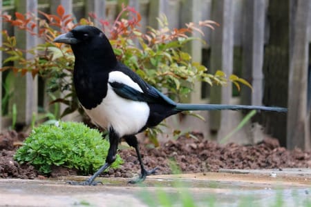 Curso: Identificación de aves urbanas