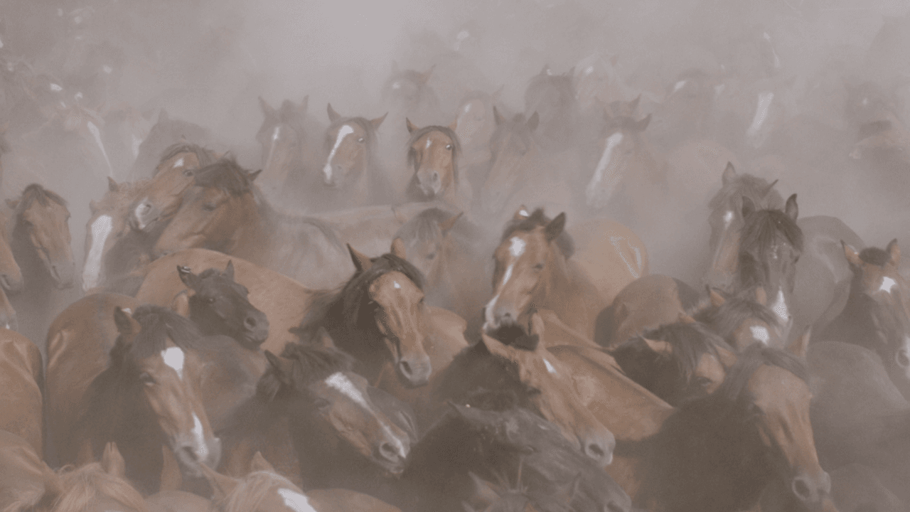 Proyección de la película 'Only on Earth'