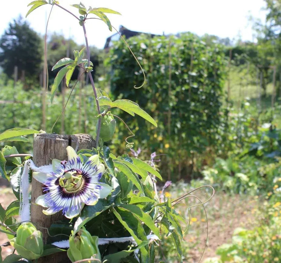 Horticultura ecológica